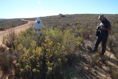 Leucadendron brunioides brunioides