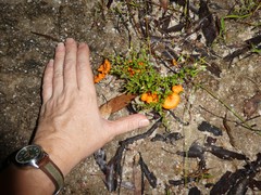 Cantharellus concinnus