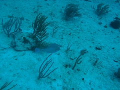 Acanthostracion polygonium