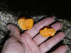 Cantharellus concinnus
