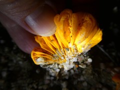 Cantharellus concinnus