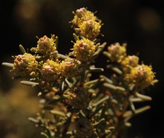 Leucadendron brunioides brunioides