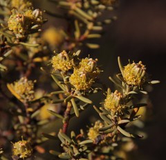 Leucadendron brunioides brunioides