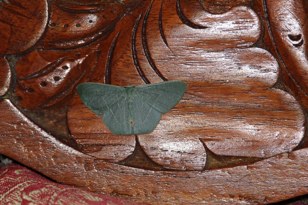 Orothalassodes falsaria