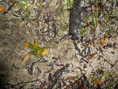 Cantharellus concinnus