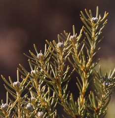 Leucadendron brunioides brunioides