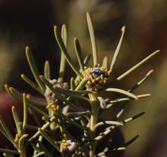 Leucadendron brunioides brunioides