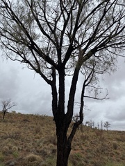 Allocasuarina decaisneana