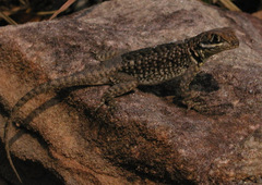 Tropidurus chromatops