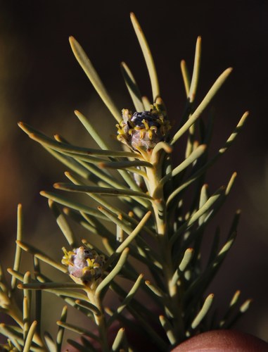 Image of Leucadendron brunioides by (c) Tony Rebelo, some rights reserved (CC BY-SA)