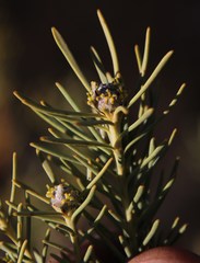 Leucadendron brunioides brunioides