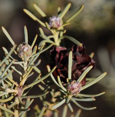 Leucadendron brunioides brunioides