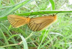 Cropera phlebitis