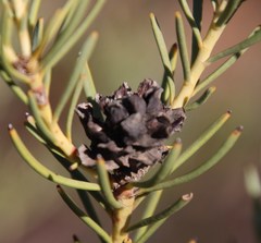 Leucadendron brunioides brunioides