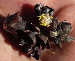 Leucadendron brunioides brunioides