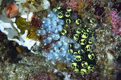 Clavelina robusta