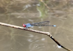 Pseudagrion sublacteum