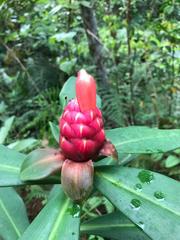 Costus
