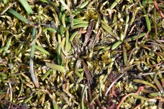 Microseris bigelovii