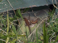 Phoenicolacerta laevis