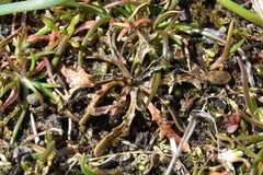 Microseris bigelovii