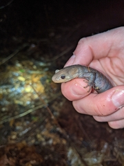 Ambystoma 'unisexual complex'