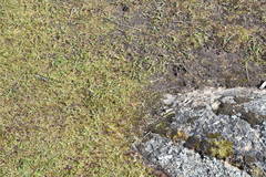 Microseris bigelovii