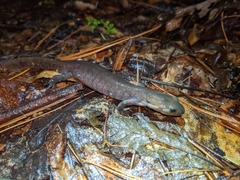 Ambystoma 'unisexual complex'
