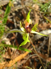 Caladenia crebra