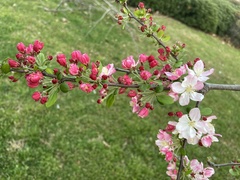 Malus
