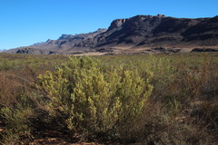 Leucadendron brunioides brunioides