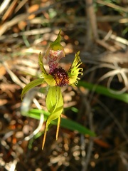 Caladenia crebra