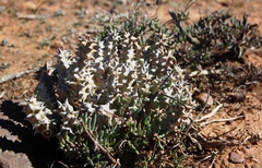 Quaqua mammillaris