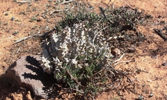 Quaqua mammillaris