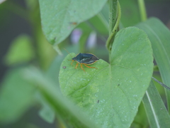 Tynacantha marginata
