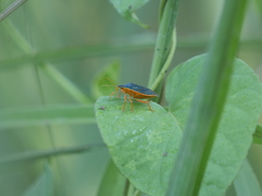 Tynacantha marginata