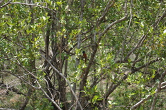 Terpsiphone viridis plumbeiceps