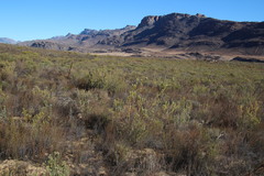 Leucadendron brunioides brunioides