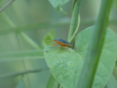 Tynacantha marginata