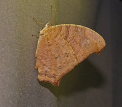 Melanitis leda leda