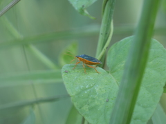 Tynacantha marginata