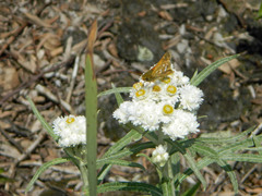 Hesperia comma laurentina