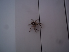 Salticidae