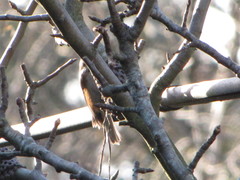 Passerella iliaca