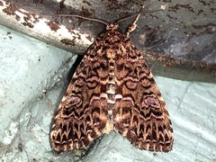 Callopistria granitosa