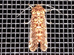 Callopistria granitosa