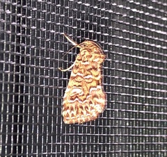 Callopistria granitosa