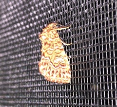 Callopistria granitosa