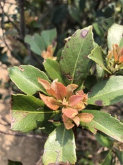 Rhododendron farrerae