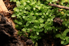 Callitriche terrestris